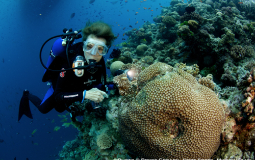 The Coral Sea off the northeast coast of Australia is named for its staggering number of corals. This area: includes the Great Barrier Reef and is one of the most diverse marine habitats on Earth. The Coral Sea is an epic spot – a massive space home to so much life.  The Hope is to increase the protection from parts of the Great Barrier Reef to the outer Coral Sea area – and get spots like Holmes Reef back to where it should be.  To learn more about potential new laws which will protect the Coral Sea and make it the world’s largest permanent marine park, go to: http://www.protectourcoralsea.org.au Text Bryce Groark – May, 2013 Photograph© Bryce Groark courtesy of Mission Blue